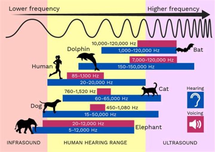 Why can't I hear audible pings?