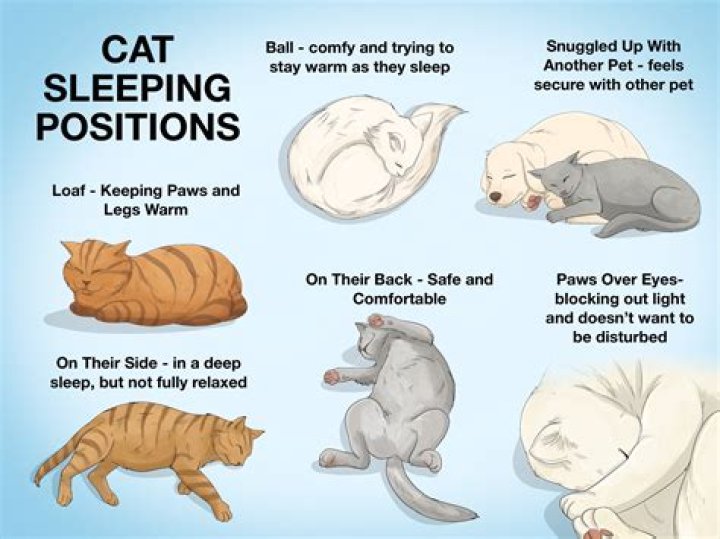 Why do my cats keep bringing me things to my house door when I sleep?