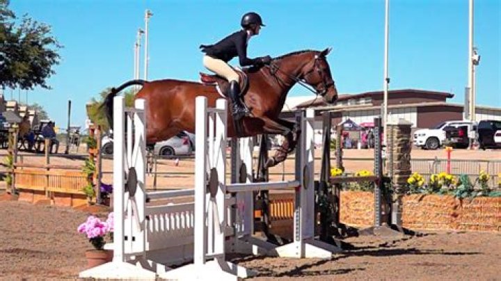 Will wild horses jump wooden fences?